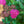 Load image into Gallery viewer, Double Play Doozie Spirea