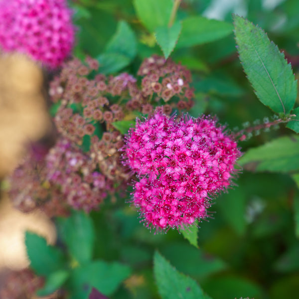 Double Play Doozie Spirea