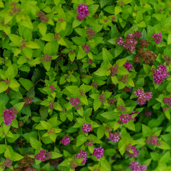 Double Play Gold Spirea
