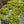Load image into Gallery viewer, Double Play Gold Spirea