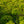 Load image into Gallery viewer, Double Play Gold Spirea