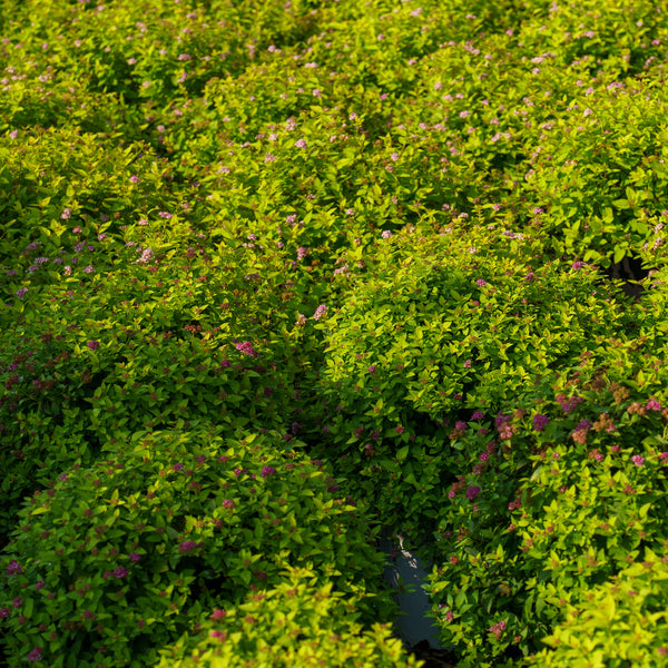 Double Play Gold Spirea