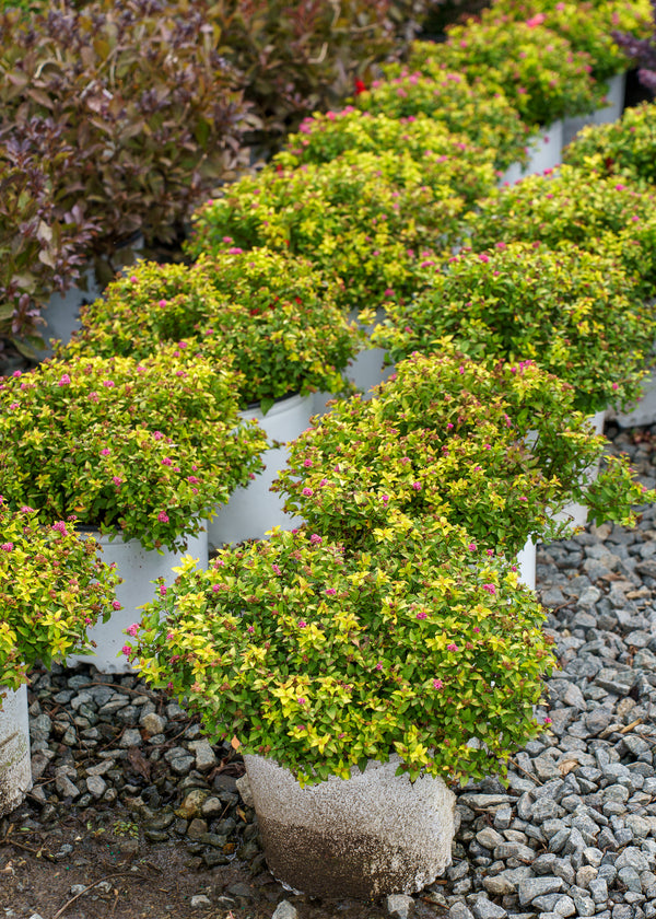 Double Play Gold Spirea