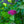 Load image into Gallery viewer, Double Play Pink Spirea