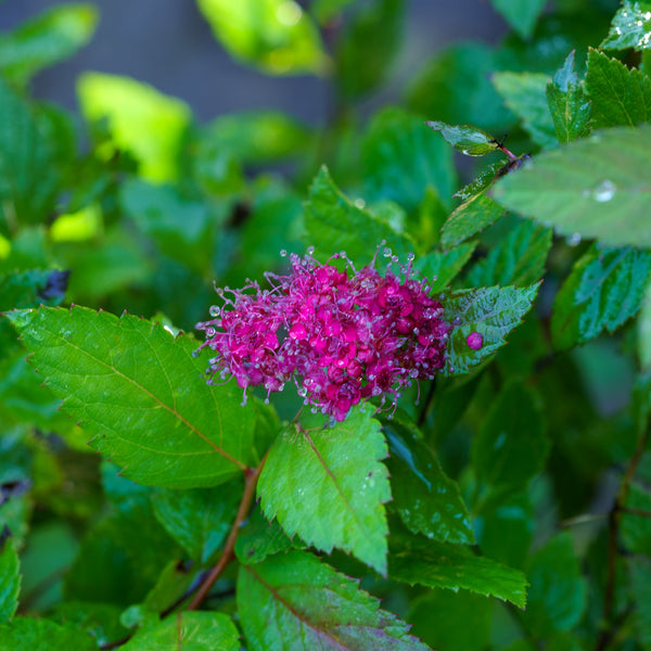 Double Play Pink Spirea