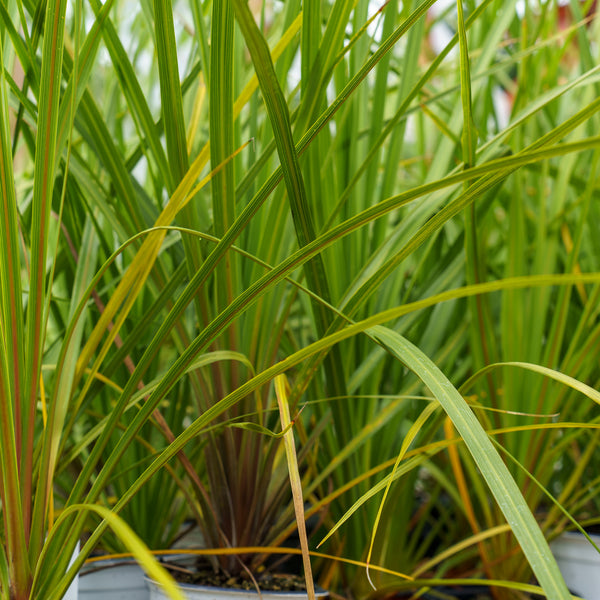 Red Star Cordyline