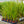 Load image into Gallery viewer, Red Star Cordyline