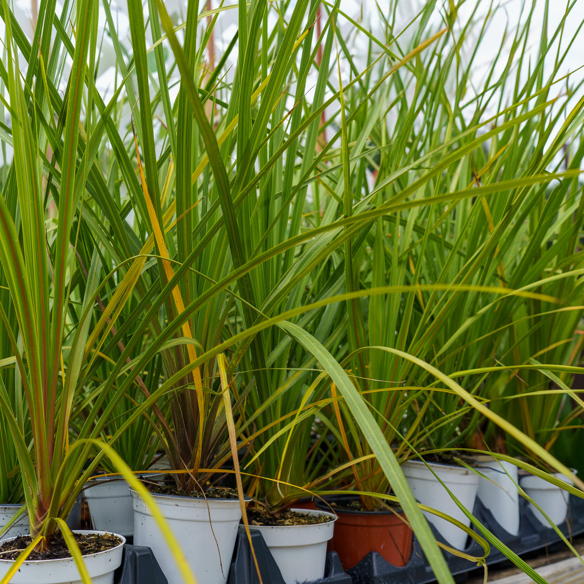 red star dracaena palm Red Star Cordyline – Plant Detectives