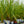 Load image into Gallery viewer, Red Star Cordyline