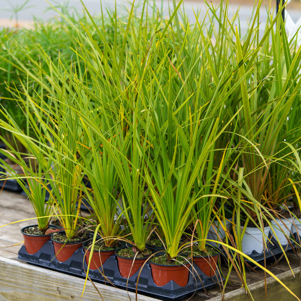 Red Star Cordyline