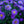 Load image into Gallery viewer, Aster
