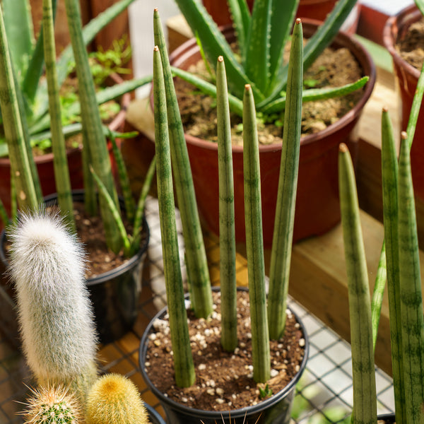 Braided Snake Plant