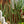 Load image into Gallery viewer, Braided Snake Plant