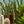 Load image into Gallery viewer, Braided Snake Plant