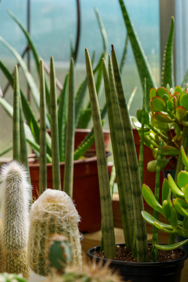 Braided Snake Plant