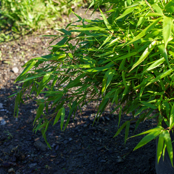 Rufa Clumping Bamboo