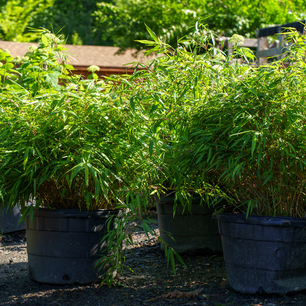 Rufa Clumping Bamboo