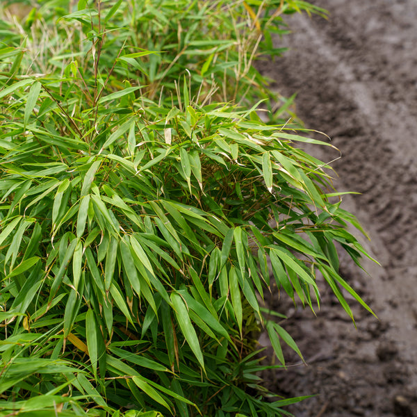 Rufa Clumping Bamboo