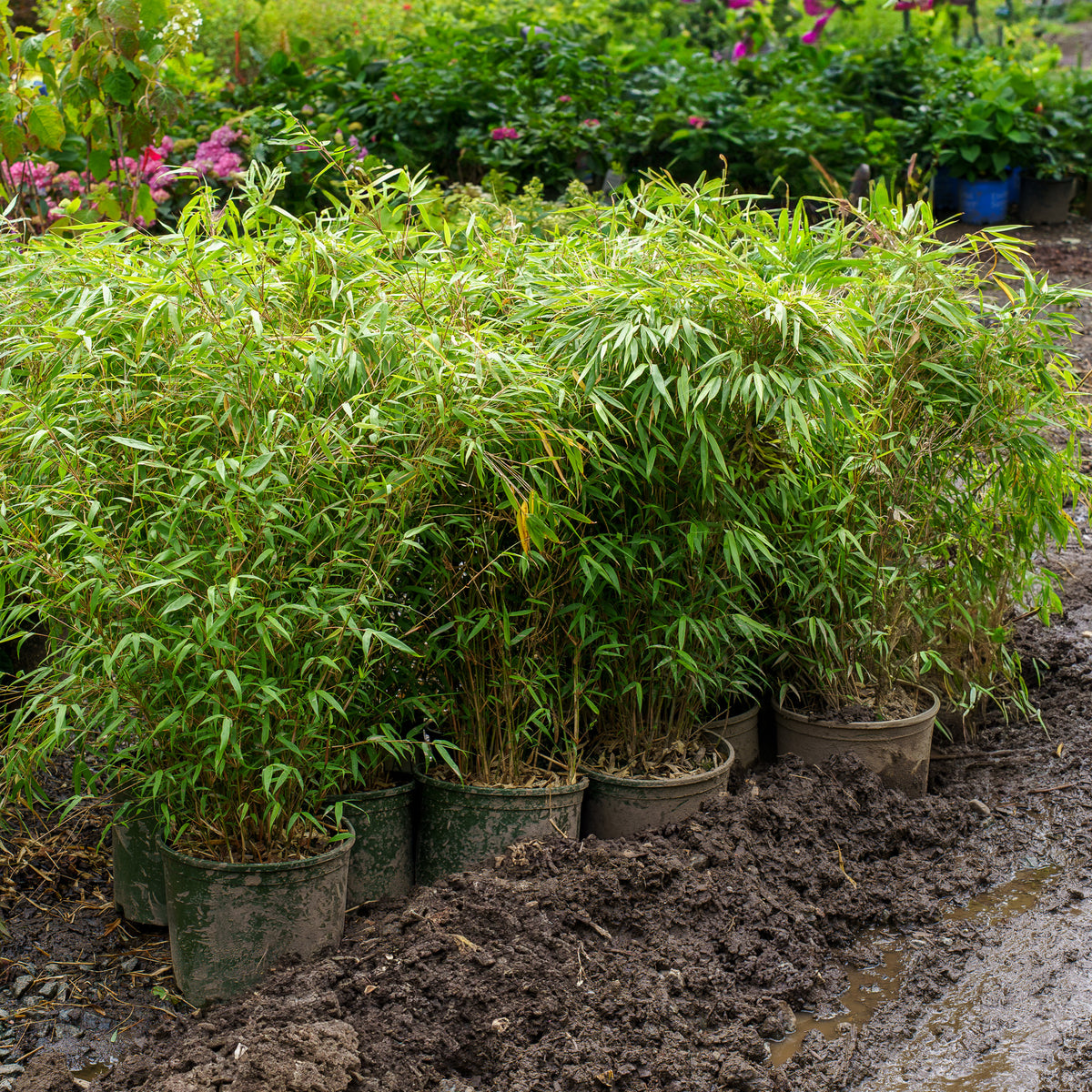 Rufa Clumping Bamboo  Plant Detectives
