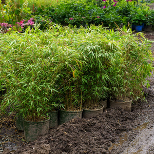 Rufa Clumping Bamboo