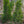 Load image into Gallery viewer, Dragon Lady Holly - Holly - Hollies