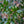 Load image into Gallery viewer, Dragon Lady Holly - Holly - Hollies