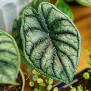 Dragon Scale Elephant Ear