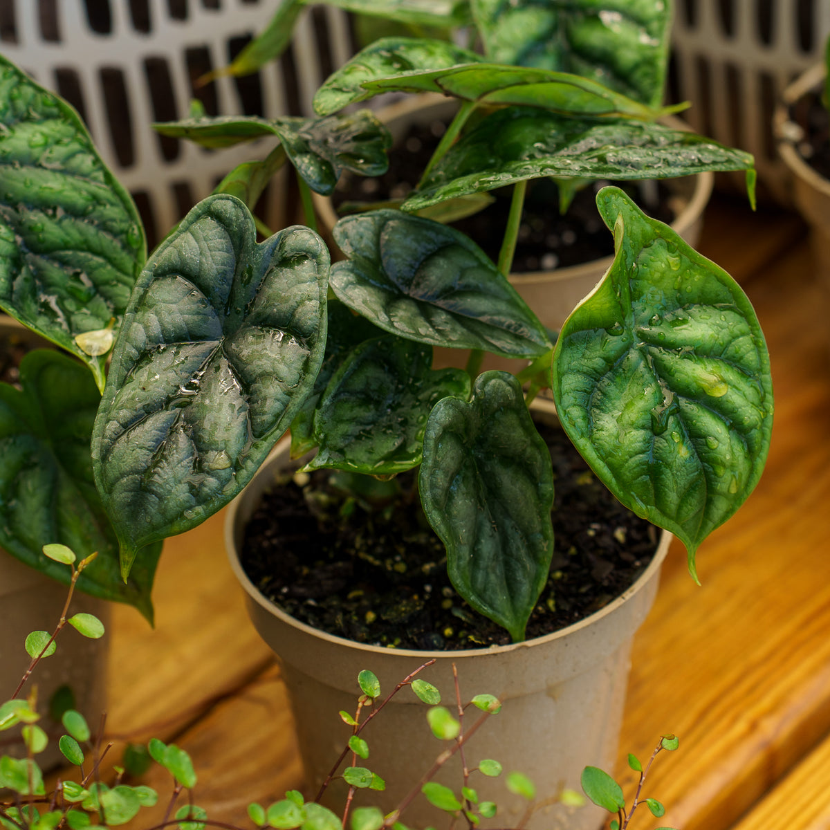 Dragon Scale Alocasia – Plant Detectives