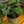Load image into Gallery viewer, Dragon Scale Elephant Ear