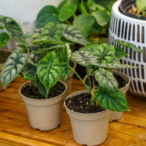 Dragon Scale Elephant Ear