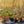 Load image into Gallery viewer, Dragon's Blood Stonecrop