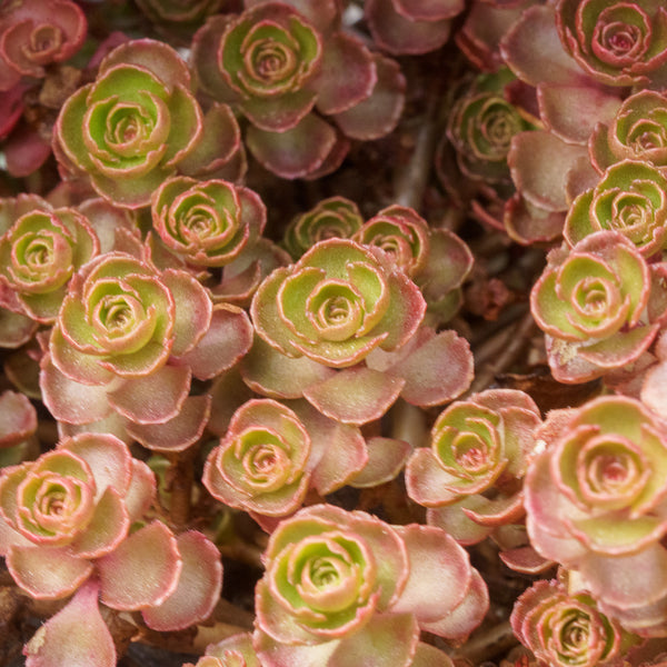 Dragon's Blood Stonecrop