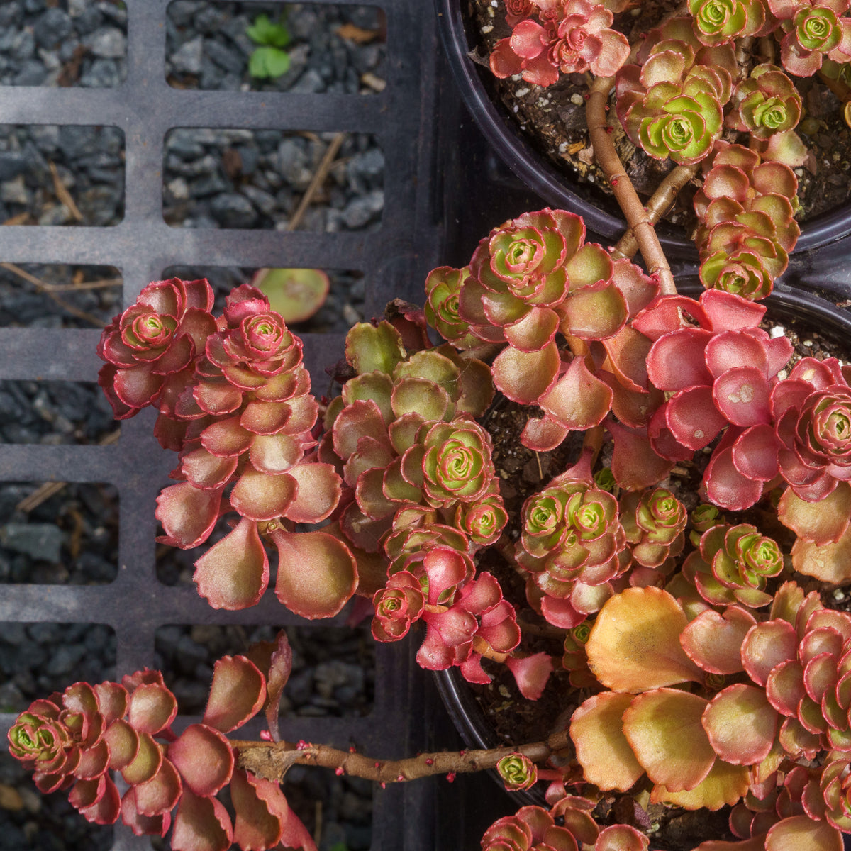 dragons blood succulent Dragon's Blood Stonecrop – Plant Detectives