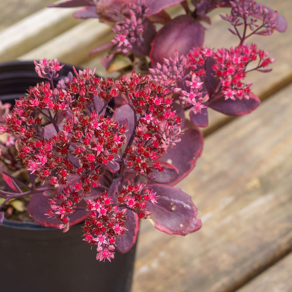 Dream Dazzler Stonecrop