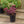 Load image into Gallery viewer, Dream Dazzler Stonecrop