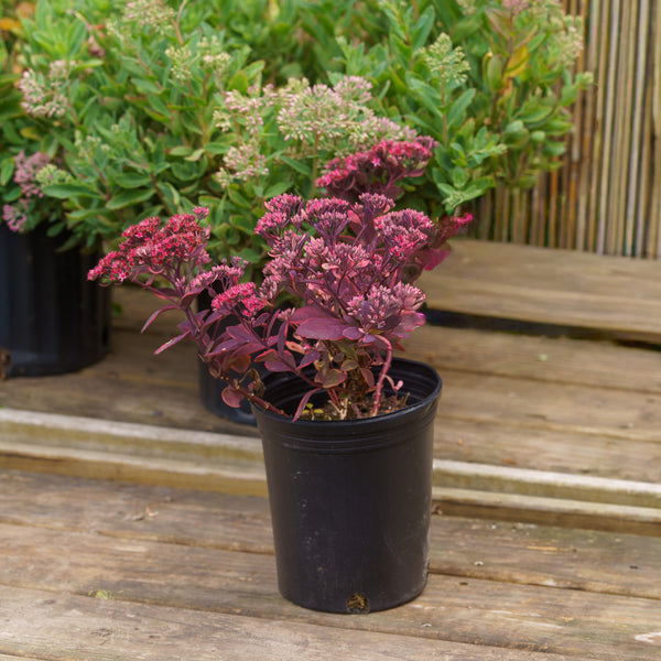 Dream Dazzler Stonecrop