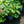 Load image into Gallery viewer, Dream Weaver Hosta
