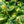 Load image into Gallery viewer, Dream Weaver Hosta