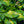 Load image into Gallery viewer, Dream Weaver Hosta