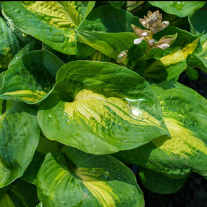 Dream Weaver Hosta