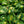 Load image into Gallery viewer, Dream Weaver Hosta