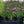 Load image into Gallery viewer, Drummond's Pink Creeping Phlox