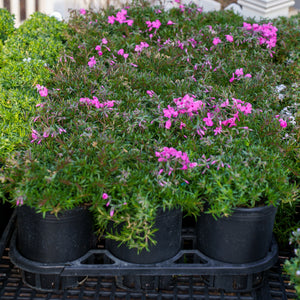 Drummond's Pink Creeping Phlox