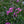 Load image into Gallery viewer, Drummond's Pink Creeping Phlox