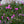 Load image into Gallery viewer, Drummond's Pink Creeping Phlox