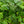 Load image into Gallery viewer, Duckfoot Ivy