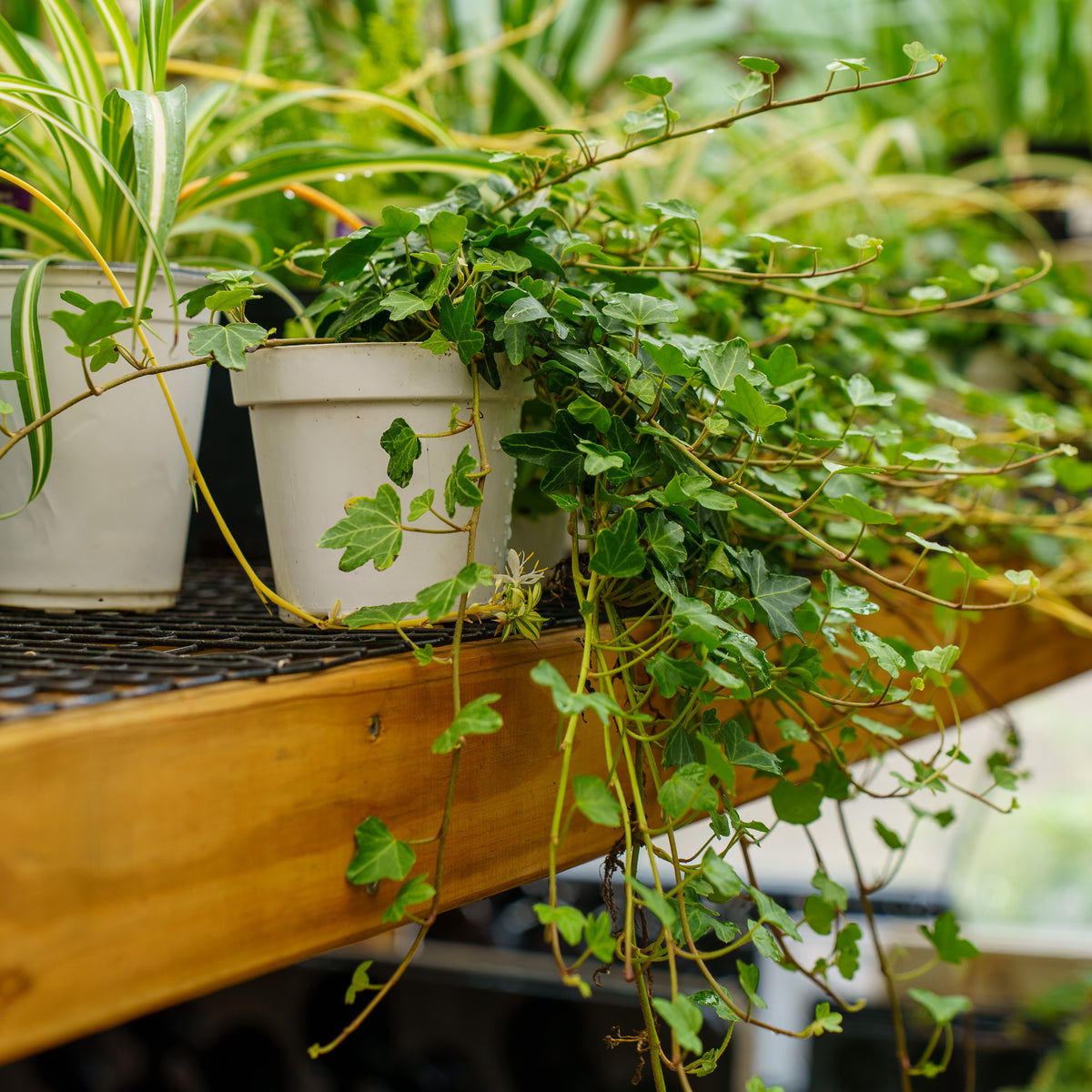 Duckfoot Ivy – Plant Detectives