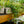 Load image into Gallery viewer, Duckfoot Ivy