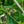 Load image into Gallery viewer, Duke Highbush Blueberry