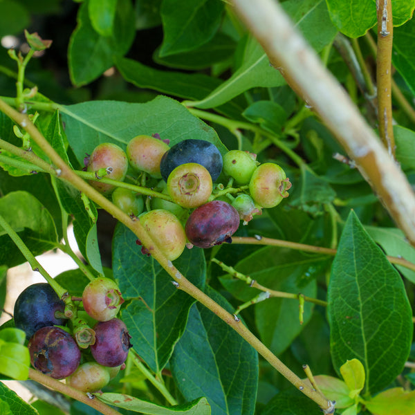 Duke Highbush Blueberry
